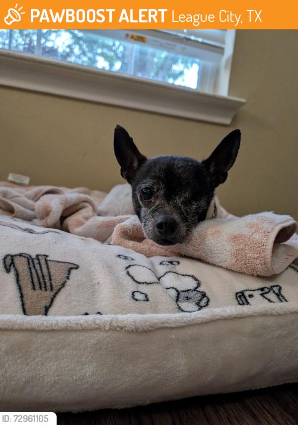 Found/Stray Male Dog last seen Gladewater ln league City, League City, TX 77573