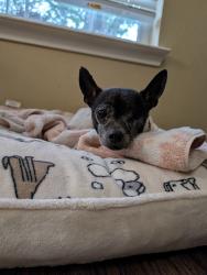 Found/Stray Male Dog last seen Gladewater ln league City, League City, TX 77573