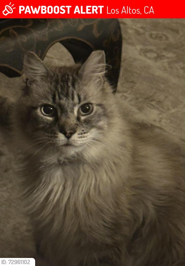 Lost Male Cat last seen Robin Hood lane, Los Altos, CA 94024