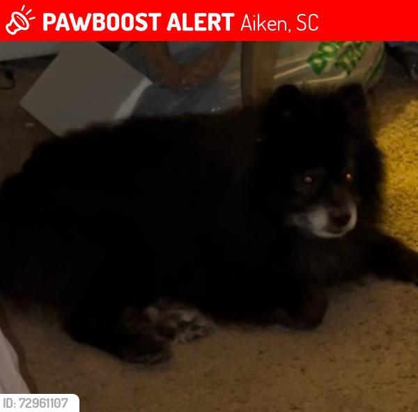 Lost Male Dog last seen Vincent Ave, Aiken sc , Aiken, SC 29801