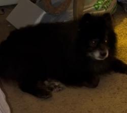 Lost Male Dog last seen Vincent Ave, Aiken sc , Aiken, SC 29801