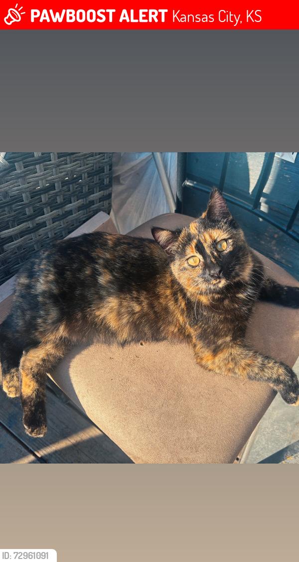 Lost Female Cat last seen Kaw Dr & 86th St (8540 Kaw Dr, Kansas City, KS, 66111), Kansas City, KS 66111