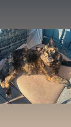 Lost Female Cat last seen Kaw Dr & 86th St (8540 Kaw Dr, Kansas City, KS, 66111), Kansas City, KS 66111
