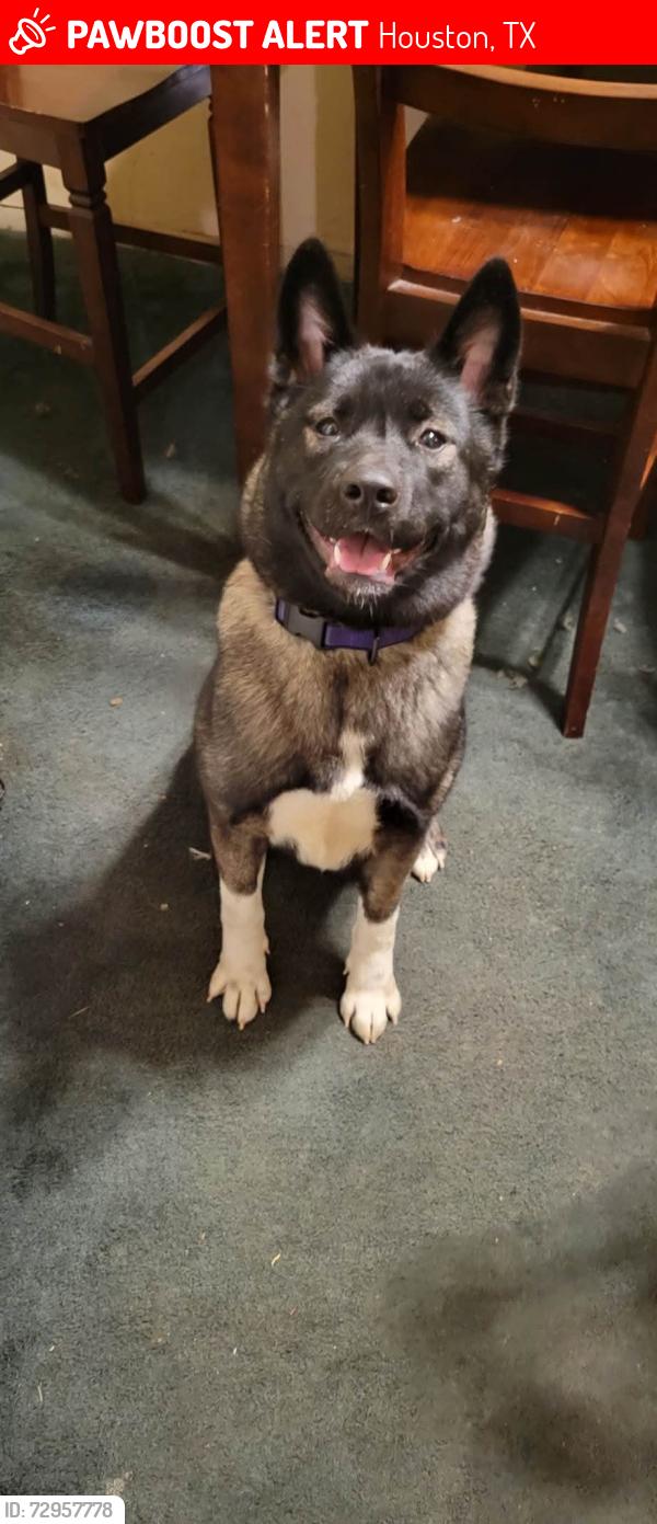 Lost Female Dog last seen Cullen, Houston, TX 77021