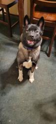 Lost Female Dog last seen Cullen, Houston, TX 77021