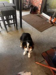 Lost Female Dog last seen Near , Cleburne, TX 76031
