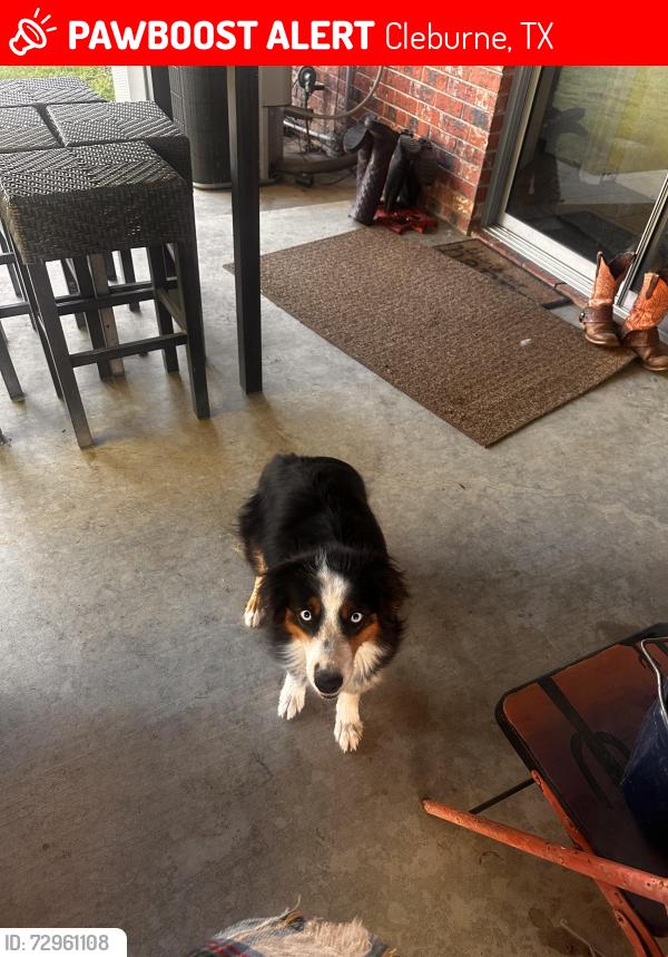 Lost Female Dog last seen Near , Cleburne, TX 76031