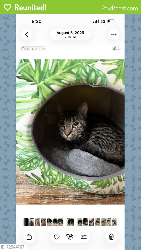 Reunited Female Cat last seen Near market hill drive , Fayetteville, NC 28306