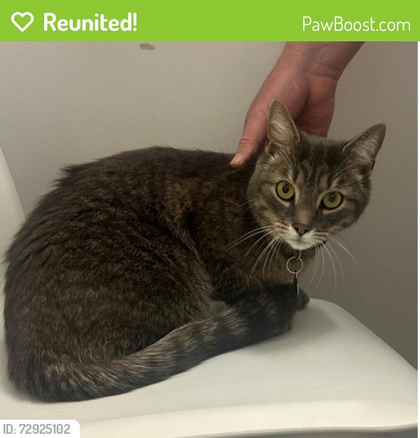 Reunited Male Cat last seen Near rue de Verdun, Montréal, QC H4H