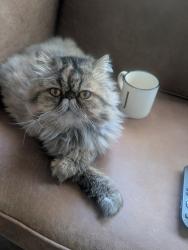 Lost Female Cat last seen Broyles Park, Smyzer Rd Townville sc, Anderson County, SC 29689