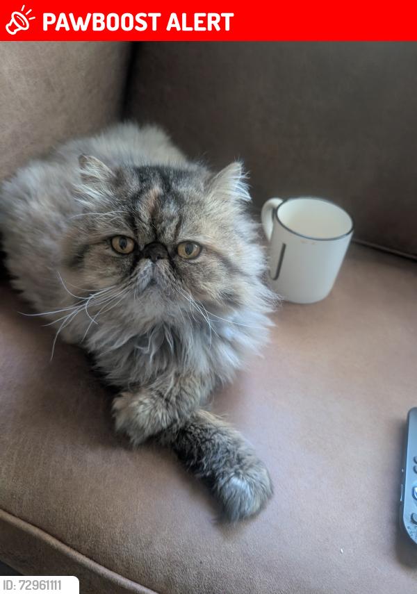Lost Female Cat last seen Broyles Park, Smyzer Rd Townville sc, Anderson County, SC 29689