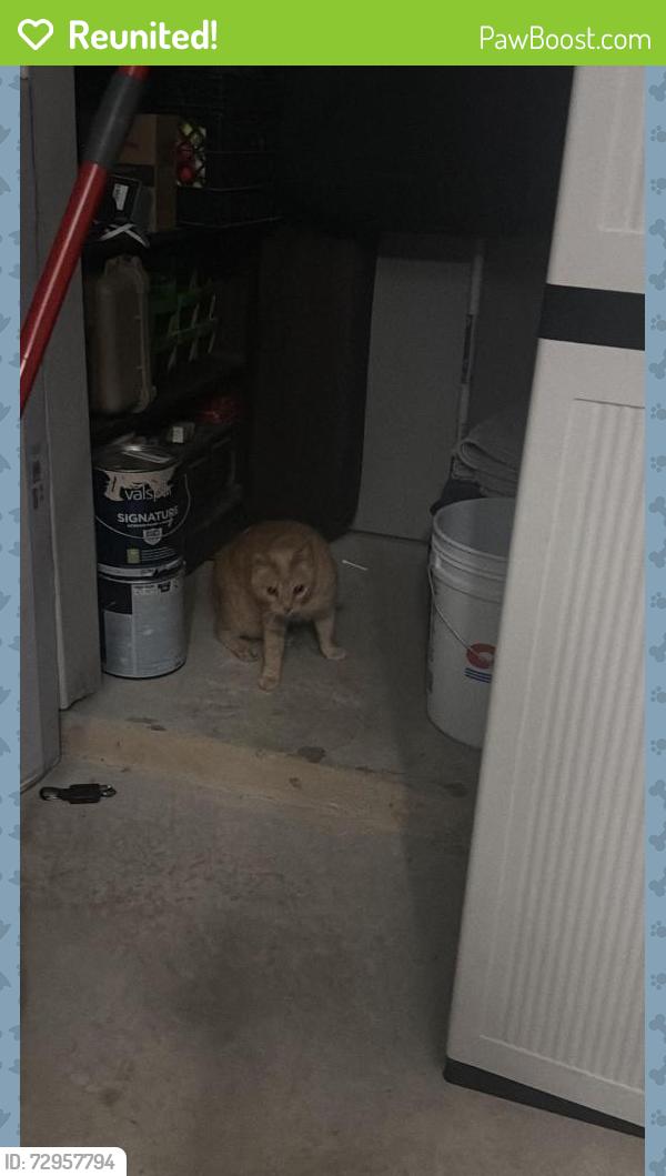 Reunited Male Cat last seen Galm Rd, San Antonio, TX 78253