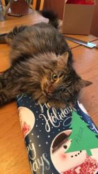 Lost Female Cat last seen 170th near North Trail Elementary , Farmington, MN 55024