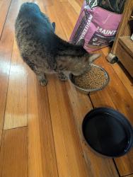 Reunited Male Cat last seen S.Lemon, Sioux City, IA 51106