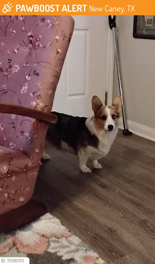 Found/Stray Female Dog last seen Dollar General across from The Oaks apmts , New Caney, TX 77357