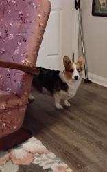 Found/Stray Female Dog last seen Dollar General across from The Oaks apmts , New Caney, TX 77357