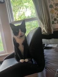 Lost Female Cat last seen St. Rose of Lima, Milwaukee, WI 53208