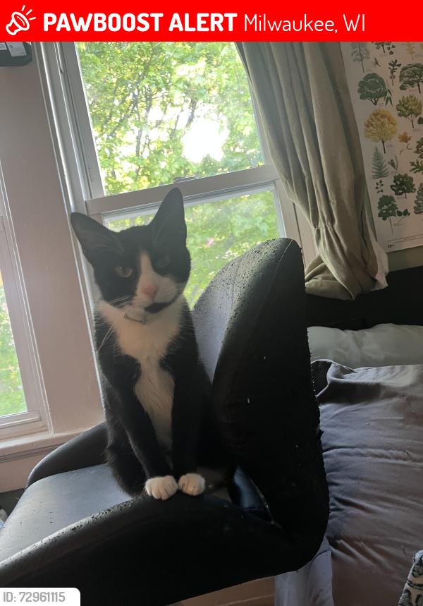 Lost Female Cat last seen St. Rose of Lima, Milwaukee, WI 53208