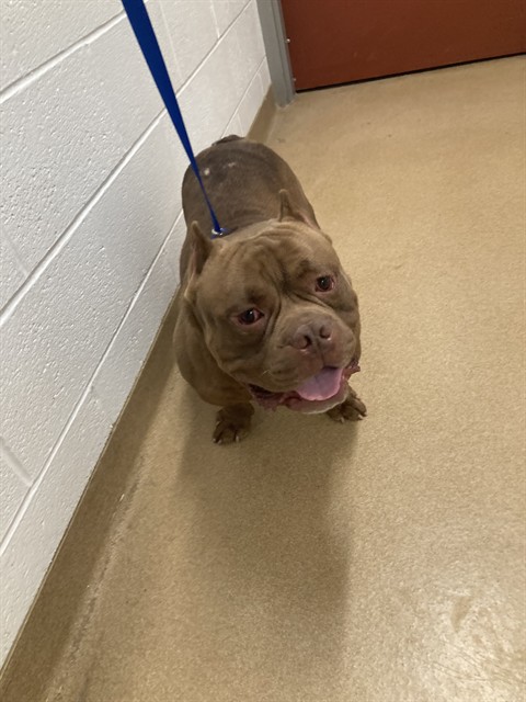 Shelter Stray Male Dog last seen ST CHARLES CO, St. Peters, MO 63376