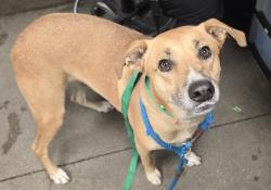 Shelter Stray Female Dog last seen , Tucson, AZ 85745