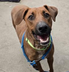 Shelter Stray Male Dog last seen , Tucson, AZ 85745