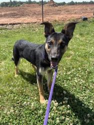 Shelter Stray Female Dog last seen CHARLOTTE, Charlotte, NC 28217