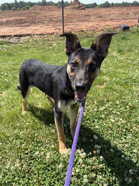 Shelter Stray Female Dog last seen CHARLOTTE, 8315 Byrum Dr, Charlotte, NC 28217, USA