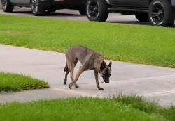 Found/Stray Unknown Dog last seen Hennessy and Flushing Dr, Clearwater, FL 33764