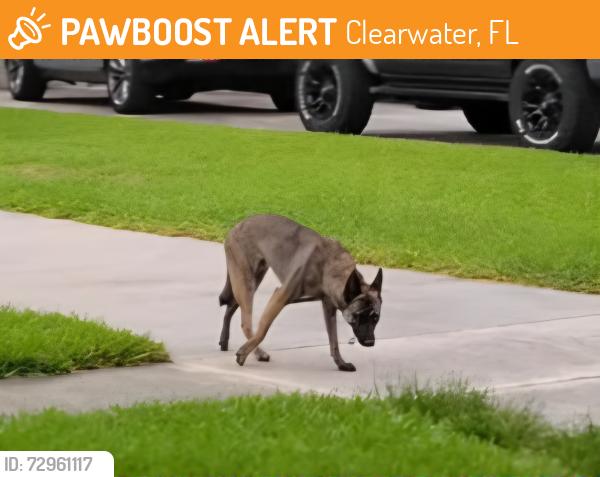 Found/Stray Unknown Dog last seen Hennessy and Flushing Dr, Clearwater, FL 33764