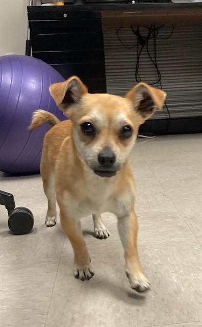 Shelter Stray Female Dog last seen SAPPINNGTON BARRACKS, Olivette, MO 63132