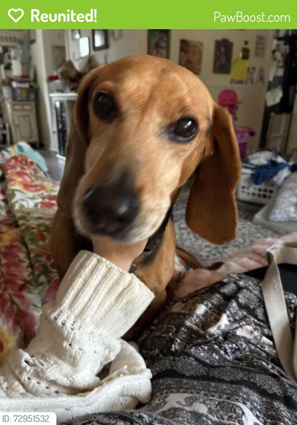 Reunited Male Dog last seen Hicks road and mountain pine blvd , Richmond, VA 23235