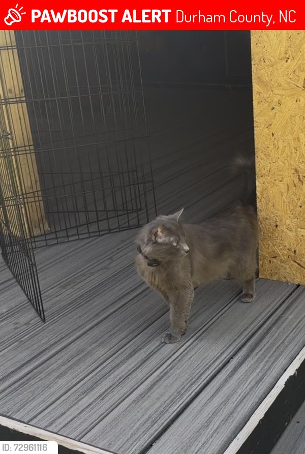 Lost Male Cat last seen Bahama Rd & Ball Rd, Bahama, NC, Durham County, NC 27503