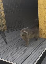 Lost Male Cat last seen Bahama Rd & Ball Rd, Bahama, NC, Durham County, NC 27503