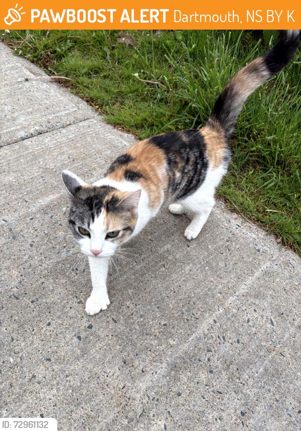 Found/Stray Unknown Cat last seen Next to 300 Portland Street, Dartmouth, NS B2Y 1K4