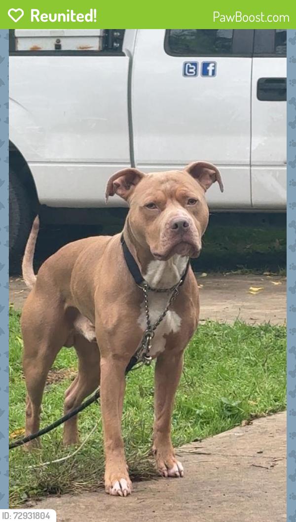 Reunited Male Dog last seen Castle path and midcrown  drive , San Antonio, TX 78218