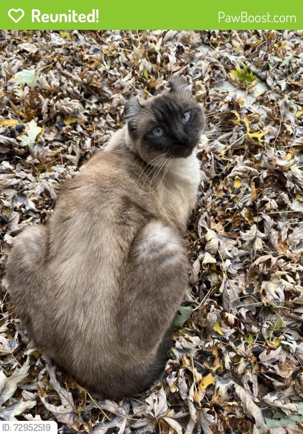 Reunited Female Cat last seen Harold & north 2nd street, Luna Pier, MI 48157