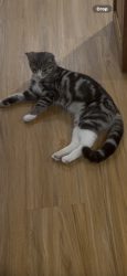 Lost Female Cat last seen Coolaroo , Coolaroo, VIC 3048