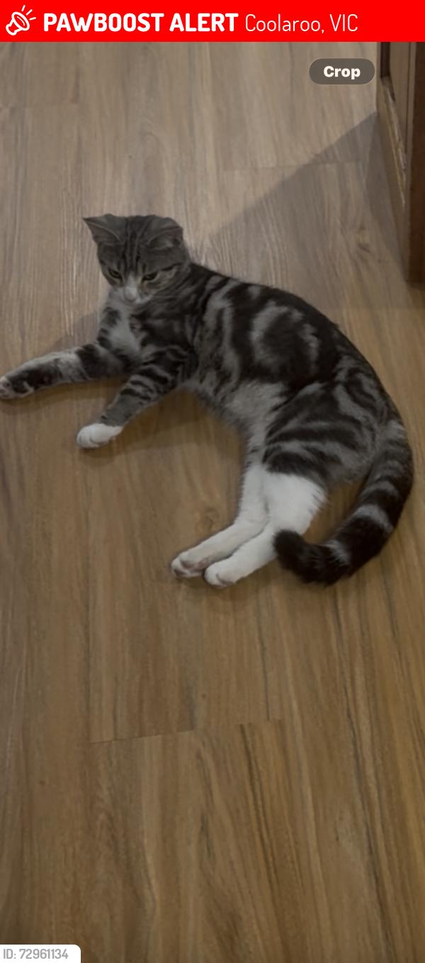 Lost Female Cat last seen Coolaroo, Coolaroo, VIC 3048