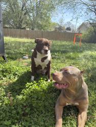 Lost Female Dog last seen State line, Clarksville, TN 37042