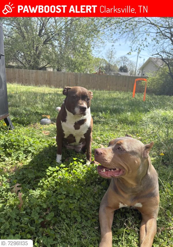 Lost Female Dog last seen State line, Clarksville, TN 37042