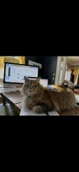 Lost Female Cat last seen Last seen near grace court park, outside our hse., Winston-Salem, NC 27101