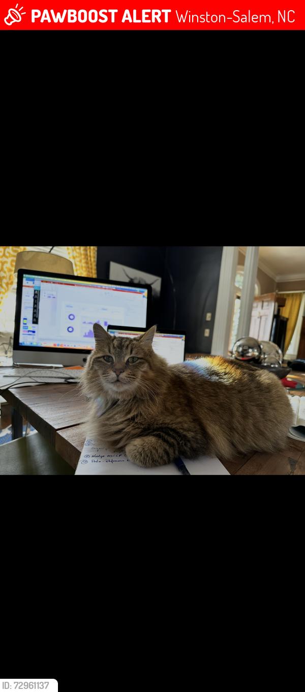 Lost Female Cat last seen Last seen near grace court park, outside our hse., Winston-Salem, NC 27101