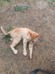 Lost Male Cat last seen Sgerwood Elks , Sherwood, OR 97140