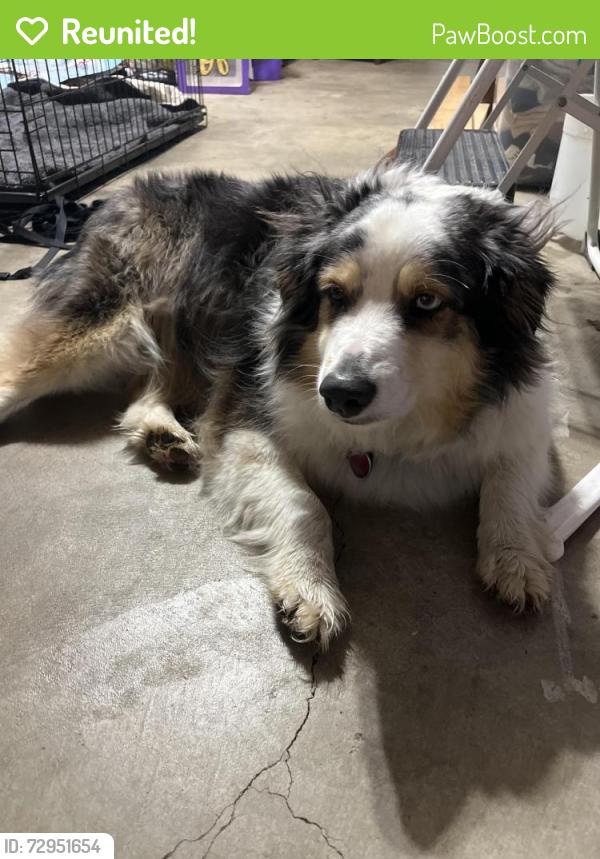 Reunited Male Dog last seen Trott rd and Y hwy , Belton, MO 64012