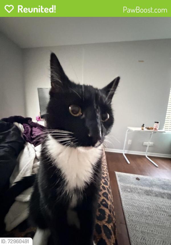 Reunited Male Cat last seen Middlebury Dr, Aurora, IL, USA, Aurora, IL 60503
