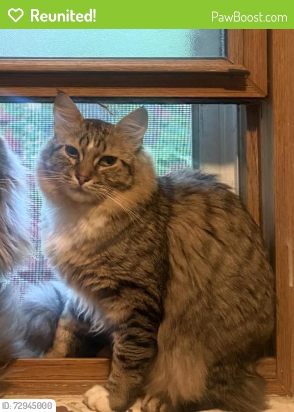 Reunited Male Cat last seen Alverno & Glenwood elementary , Greenfield, WI 53219