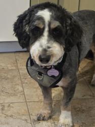Lost Female Dog last seen W Main St. , Strasburg, PA 17579