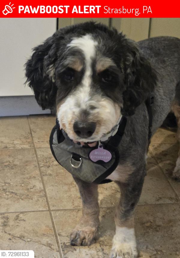 Lost Female Dog last seen W Main St. , Strasburg, PA 17579