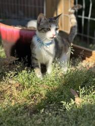 Lost Female Cat last seen Maplestead farms community off of watkins rd, Berea, SC 29617