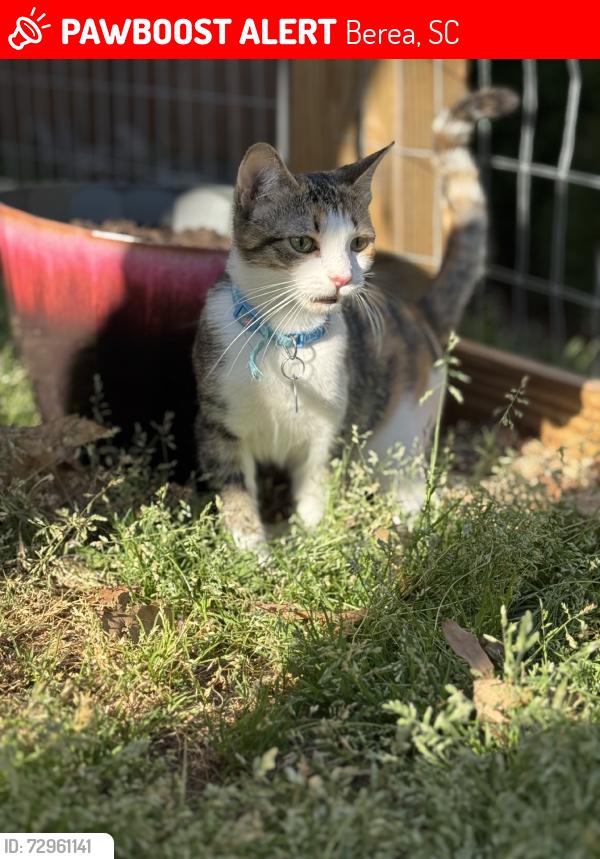 Lost Female Cat last seen Maplestead farms community off of watkins rd, Berea, SC 29617